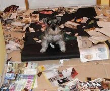 怎样阻拦小狗咬人物品