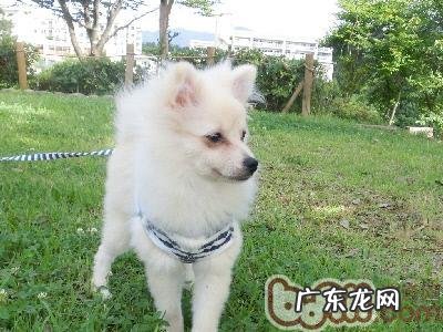 怎样训炼幼狗答复姓名