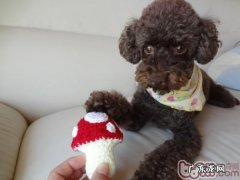 vip这类玩赏犬必会的三种基础姿势