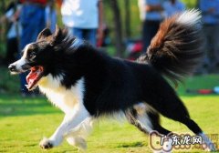 小狗家中防御健身运动的训炼