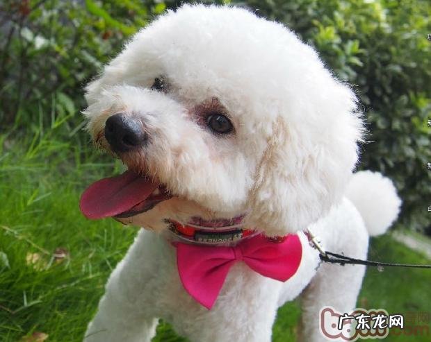 训炼成乖小狗的12条规范