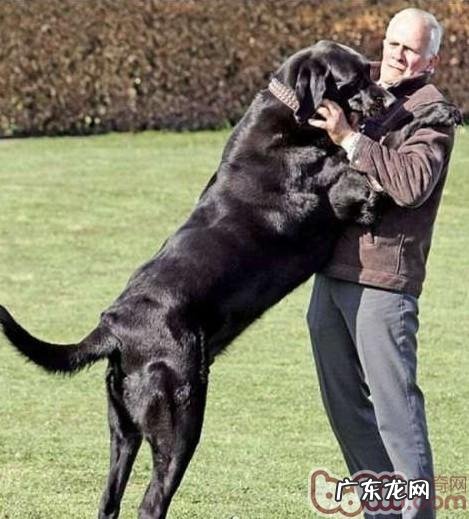 怎样阻拦小狗扑人