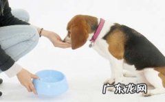 狗狗挑食全是主人家惯出去的问题