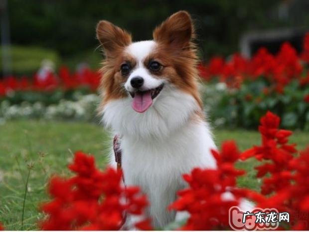 喂养宠物狗的五大恶事