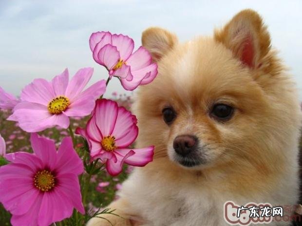 带小狗健身运动时特别注意什么