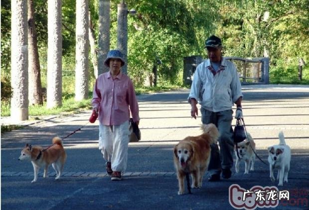 遛猫遛狗时主人家非常容易犯的好多个普遍不正确