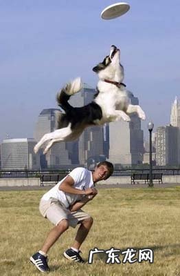 训练小狗叼回飞盘七大因素