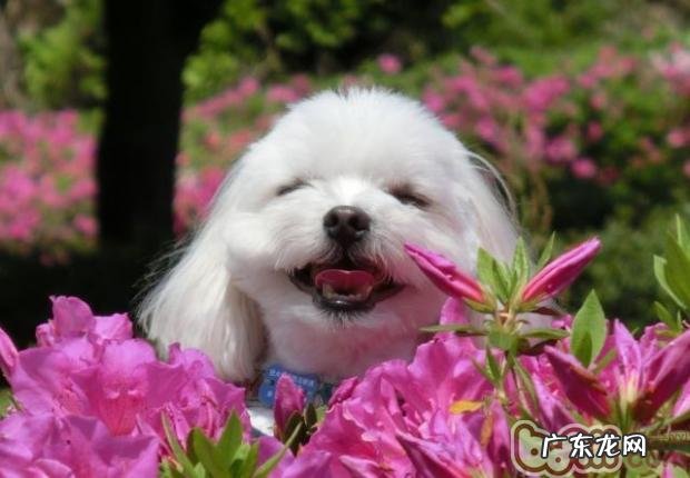 如何劝阻宠物犬咬人物品的个人行为