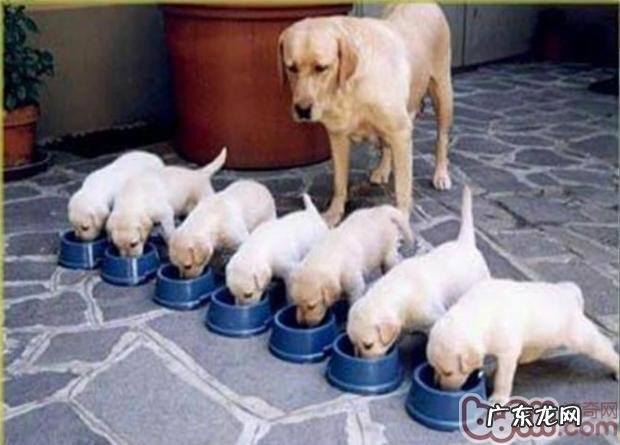 怎样训练小狗雅致进餐