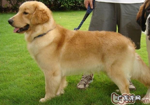 怎样开展小狗拒食训炼