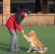 小狗为何那麼非常容易就学好挥手