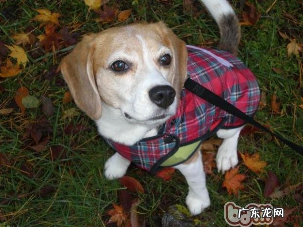 怎样训练小狗拐弯抹角走的专业技能