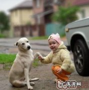 训练狗狗 、处罚还要有注重