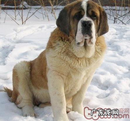 圣伯纳犬训炼最佳时间