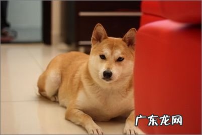 如何训练小狗假死