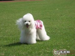 贵宾犬叫个不停应该怎么办