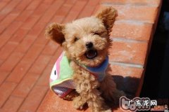 怎么让贵宾犬時刻追随主人家