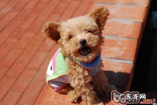 怎么让贵宾犬時刻追随主人家