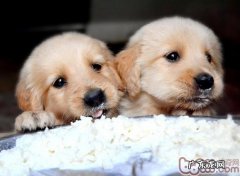 怎样收服顽皮的小金毛