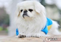 京巴狗的最好训炼時间