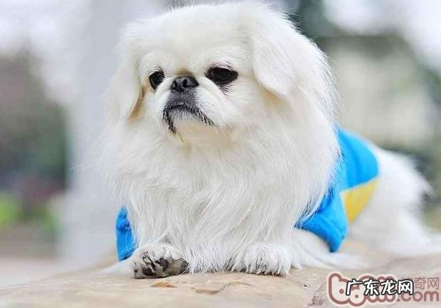 京巴狗的最好训炼時间