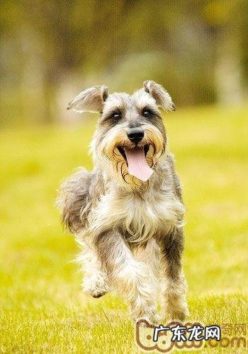 小狗喜爱叫个不停该怎么办