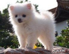 怎么让胆怯博美犬胆量增大