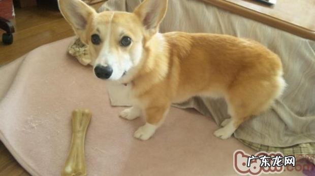 训练小狗学好雅致进餐