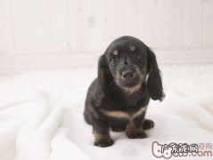 怎么让宠物犬培养单独的性情