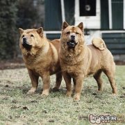 让小狗平静下来的七个窍门