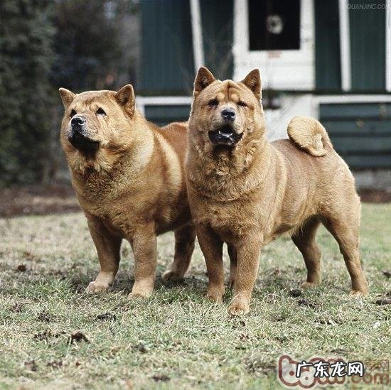 让小狗平静下来的七个窍门