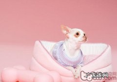 让金毛犬学好拒食的方法