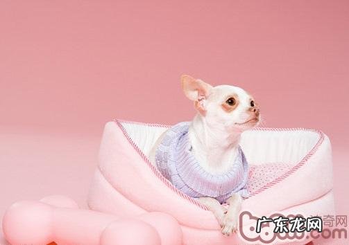 让金毛犬学好拒食的方法