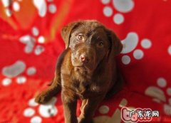 金毛的基本功训练有什么