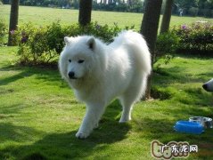 协助训炼萨摩耶犬的四大方式