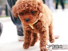 让泰迪犬记牢它的姓名的方式