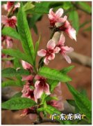 春暖花又开电视剧 春暖花又开