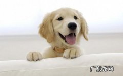 小狗腹腔胀是怎么回事