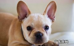 法牛拉肚子，解决拉肚子的方法 有哪些