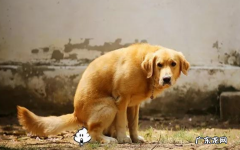 小狗大便像石头一样硬