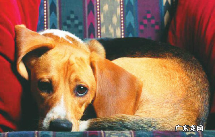 金毛狗狗感冒发烧吐了怎么办