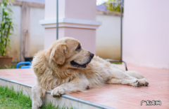 金毛狗狗感冒发烧吐了怎么办