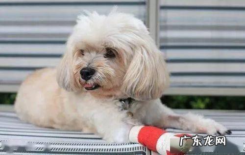 小狗狗“舔爪子”的七大原因,有可能是生病了,别熟视无睹