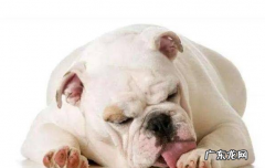 小狗狗“舔爪子”的七大原因，有可能是生病了，别熟视无睹