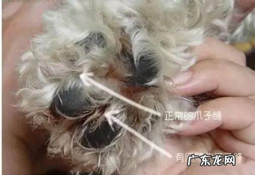 小狗狗“舔爪子”的七大原因,有可能是生病了,别熟视无睹