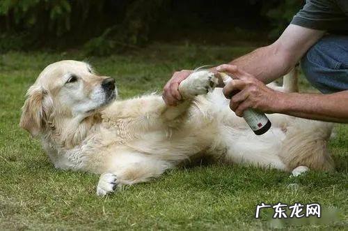 小狗狗“舔爪子”的七大原因,有可能是生病了,别熟视无睹