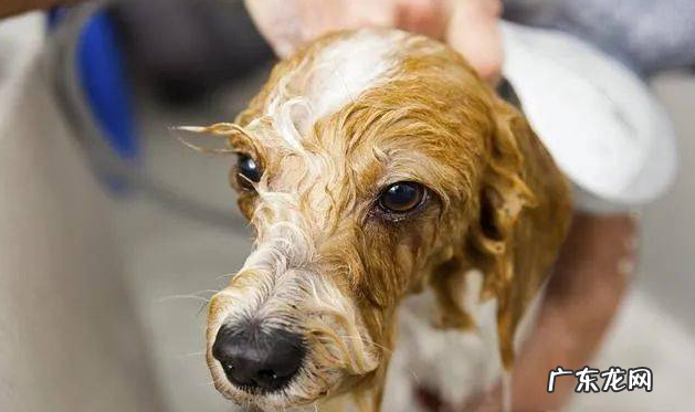 小狗狗“舔爪子”的七大原因,有可能是生病了,别熟视无睹