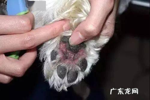 小狗狗“舔爪子”的七大原因,有可能是生病了,别熟视无睹