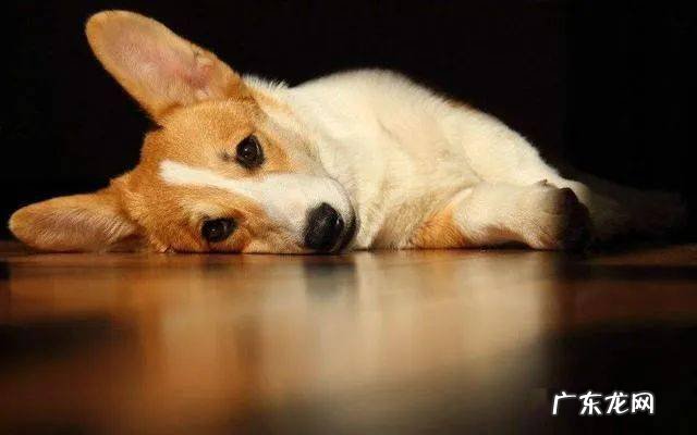 小狗狗“舔爪子”的七大原因,有可能是生病了,别熟视无睹