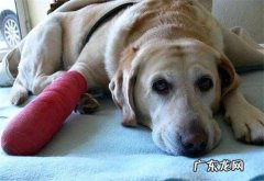 小狗狗伤口化脓了有点脓